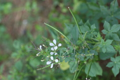 Cleome gynandra